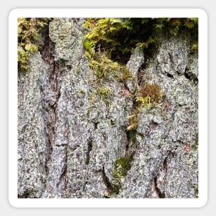 Wood Bark Moss Nature Forest Sticker